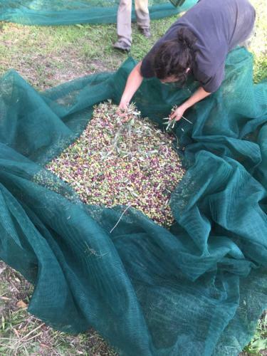 Fattoria Didattica Gli Allori