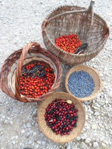 Fattoria Didattica Gli Allori