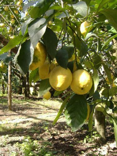 Apartamento Azienda Agricola Veniero