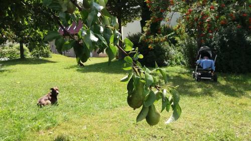 Apartamento Ferienhof Schw�be
