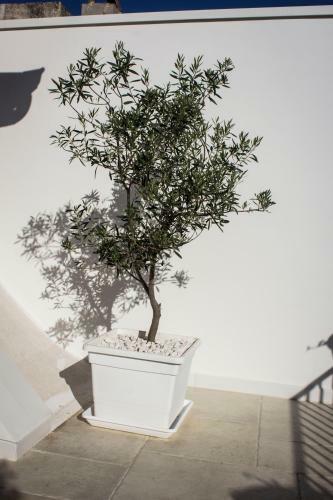 Avita