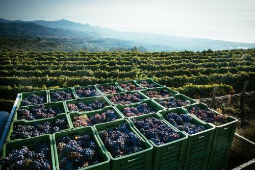 Agroturismo La Gelsomina - Etna