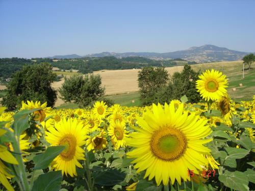 Cosy Farmhouse In Proceno With Swimming Pool