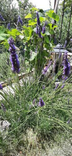 B&B L' Antica Macina