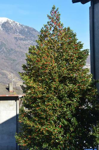 Casa Vacanza Agrifoglio