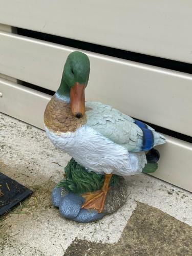 Dabbling Ducks - Pet Friendly