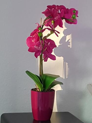 Apartamentos Loft Orchidee