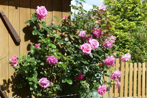 Apartamento Ferienwohnung Mohnblume