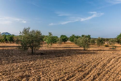 Apartamento Finca Rural Son Amer