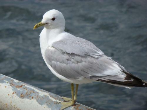 Hostal Pension Am Burgwall