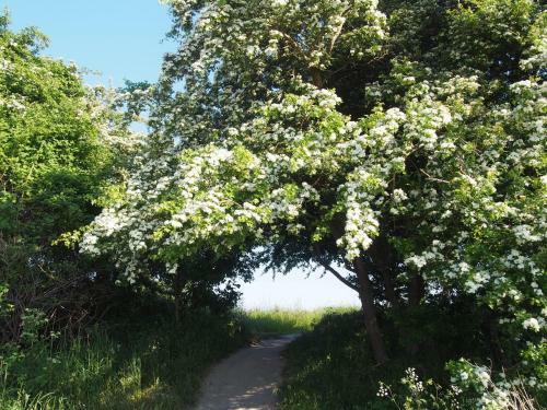 Emilias H�s, Reethaus In Der Bucht Von Wismar
