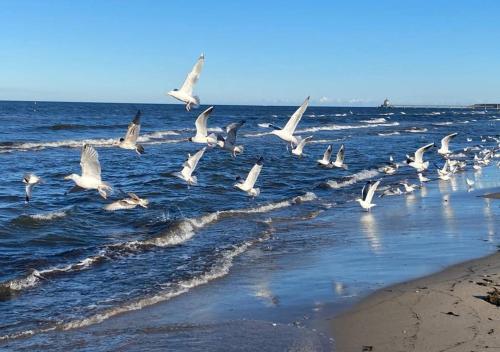 Apartamento Reetdach-ostseeferienhaus Bella Mare, Insel Usedom