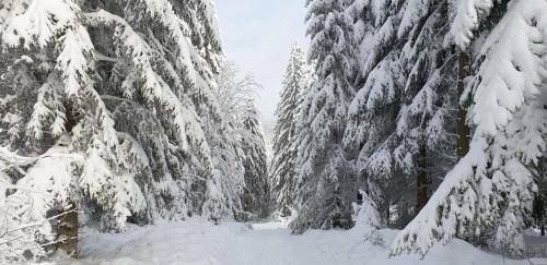 Apartamento Ferienwohnung Merle In Winterberg-altastenberg