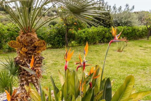Strelitzia's House