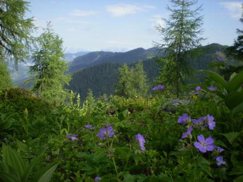 Ferienhaus F�rsterlisl