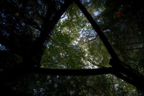 L'appel De La For�t 51