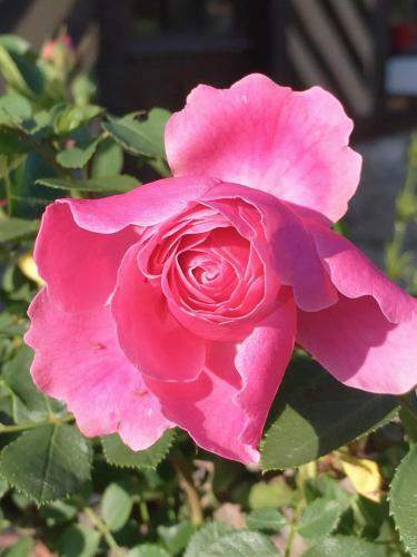 Bed & Breakfast La Romance Et La Romanesque