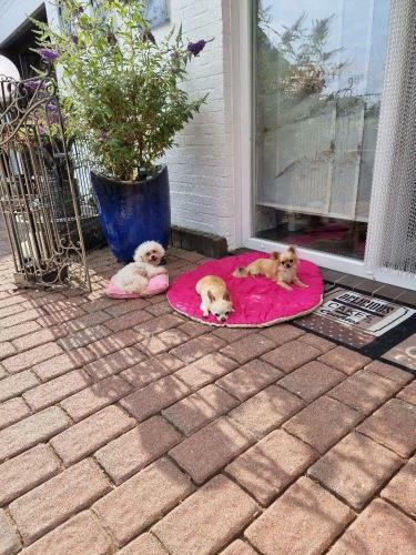 Apartamento Lucky-dog