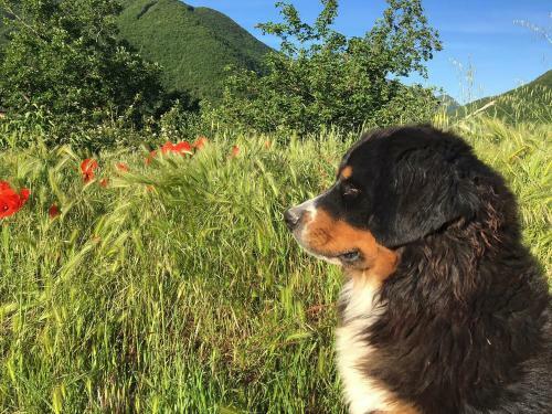 Bed & Breakfast La Locanda Nel Vento
