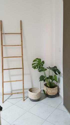 Bed & Breakfast La Ceiba Speciosa