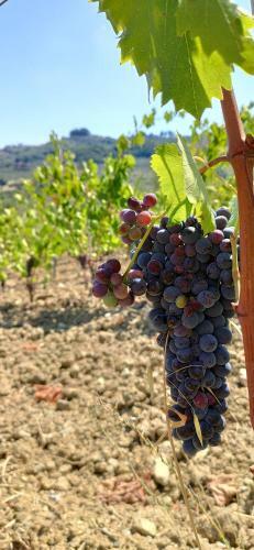Agroturismo Agriturismo Sotto La Rocca