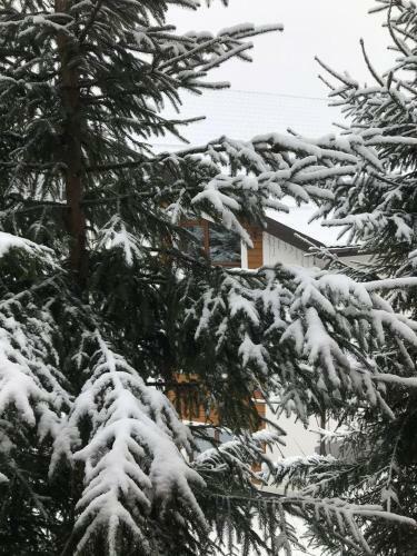 Hotel Konopka Forest Home