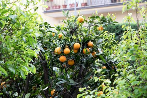 Bed & Breakfast L' Albero Di Giada