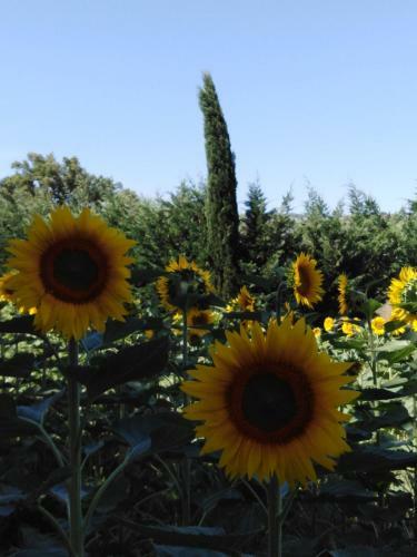 Bed & Breakfast Villa Niccoli