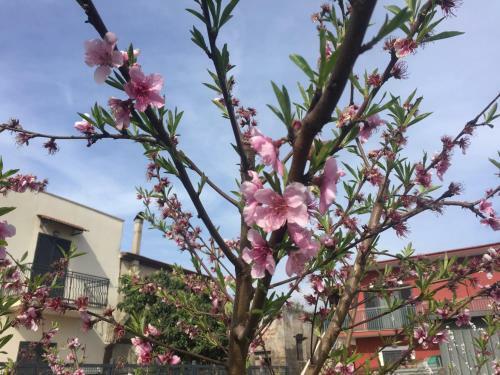 Bed & Breakfast Il Giardino Di Nonno Agostino