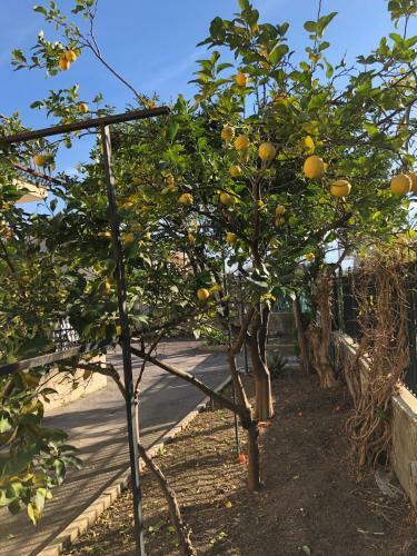Bed & Breakfast Il Giardino Di Nonno Agostino