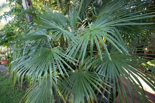 Bed & Breakfast Palm Garden Papamoa Beach Paradise