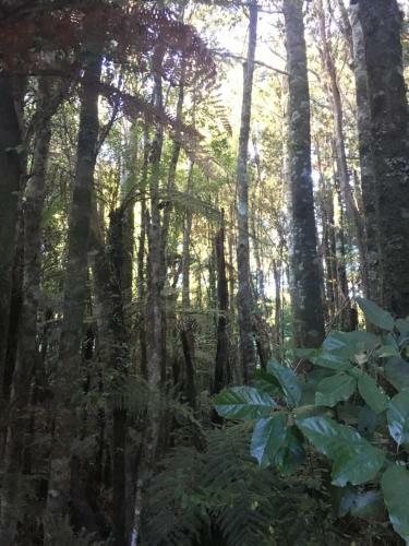 Lodge Punakaiki Treehouse