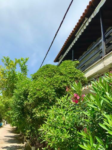 Lemon Tree Apartment
