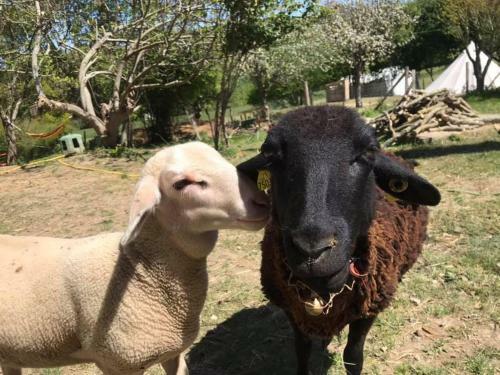Un Petit Coin de Bonheur Au Ranch