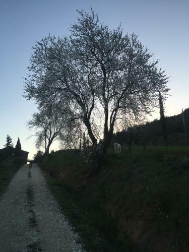 Podere Baloo Suvereto