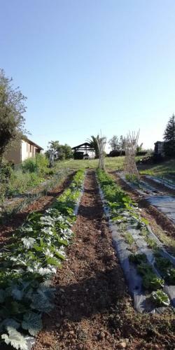 Podere Baloo Suvereto