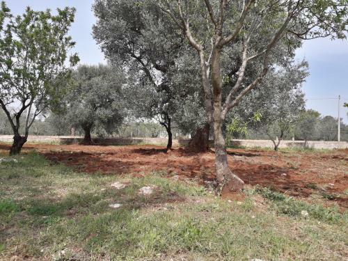 Estate Nel Trullo