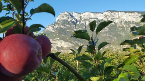 Agroturismo Agritur Clementi