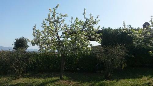Agroturismo Podere Mammoleta