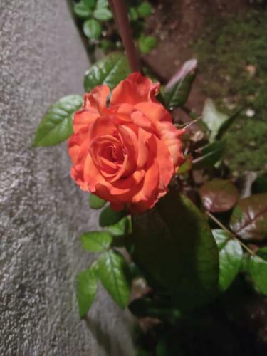 Casa Delle Rose