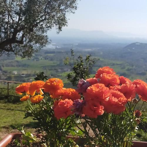 Hostal Il Colle Degli Ulivi