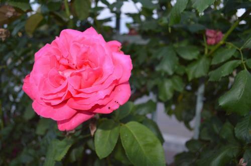 Apartamento La Casetta Delle Rose
