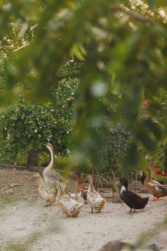 Duck Pond B&B Cottage