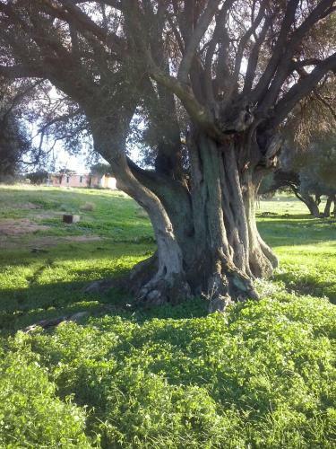 Agriturismo Gli Olivastri - Casa Ginestre