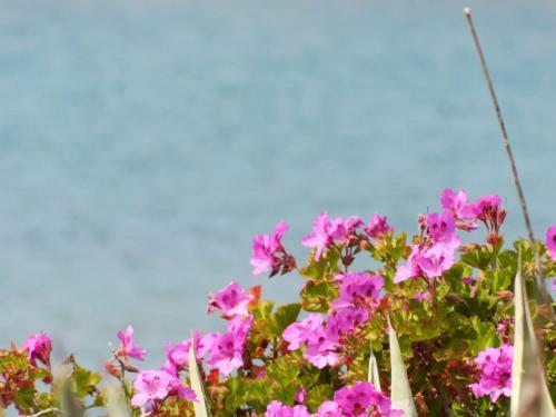 Apartamento Manderley-case Sul Mare