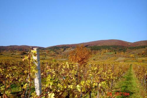 Winzerhotel V�hringer