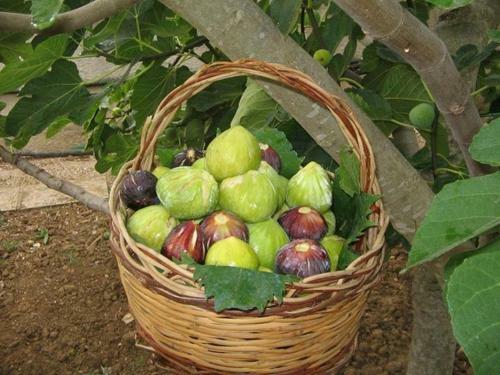 Apartamento Villa Mimma Girolama