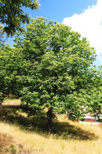 B&B Colle Angaro-azienda Agrituristica