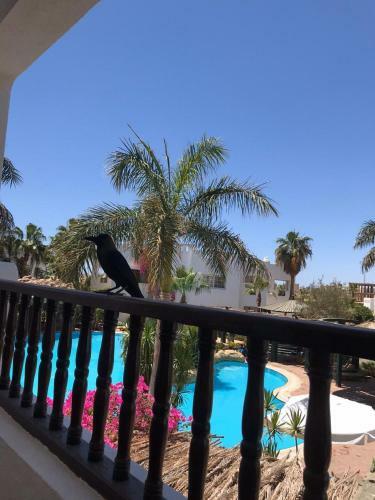 Sharm Holidays Apartment