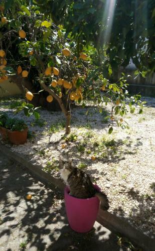 Bed & Breakfast La Grazia In Qualche Modo